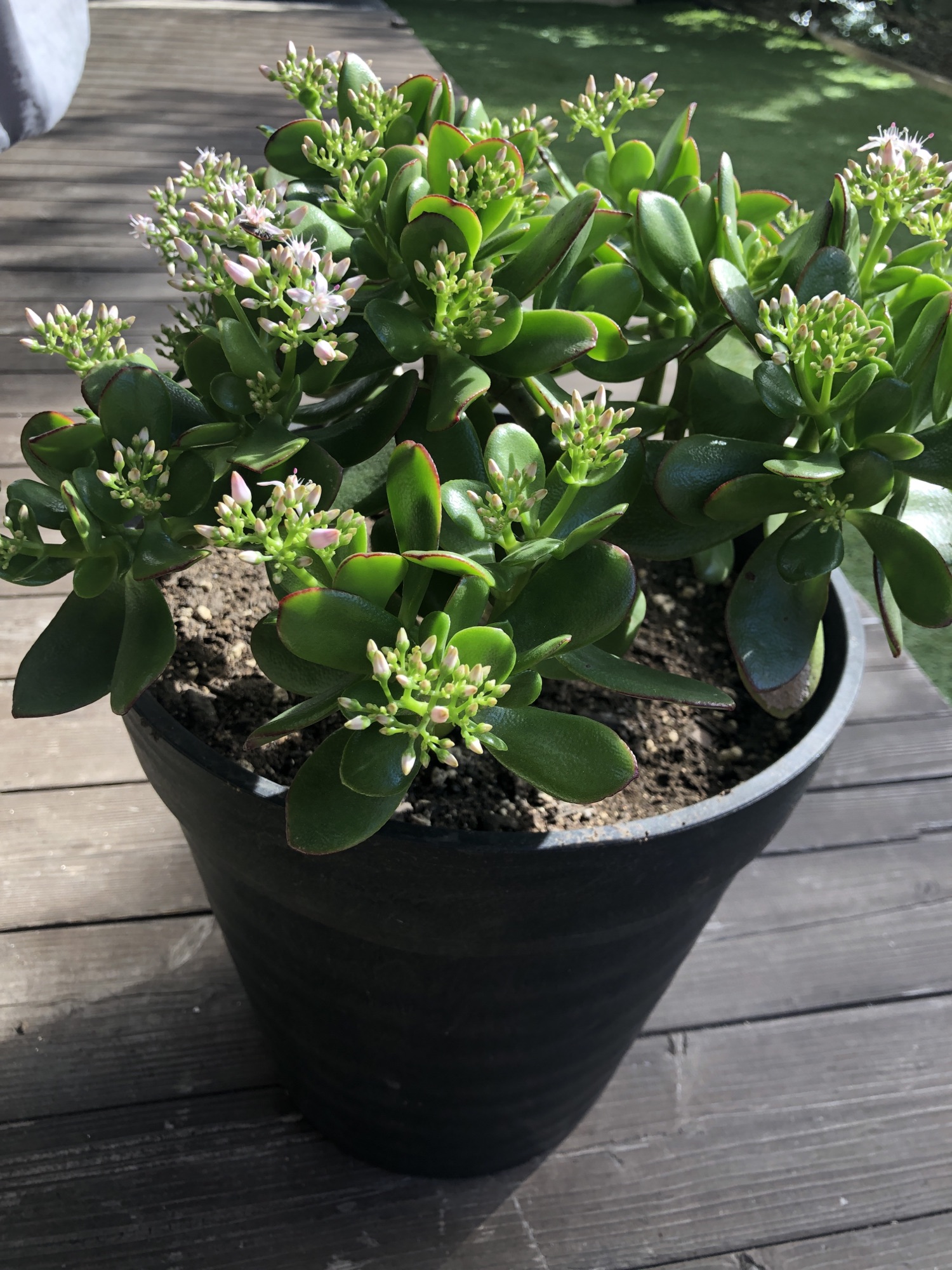 【日常のひとコマ】金のなる木、ついにデビュー｜雑草との仁義なき戦い| 2025年11月